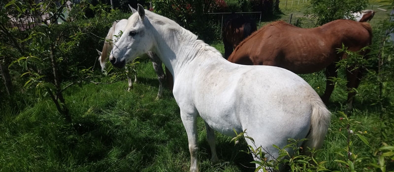 equipiste Equi-piste